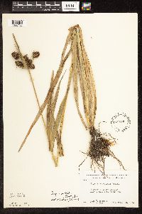 Scirpus pallidus image