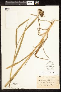 Scirpus pallidus image