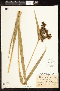 Scirpus pallidus image