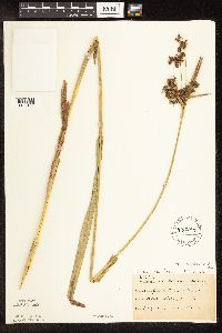 Scirpus pallidus image