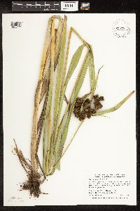 Scirpus pallidus image