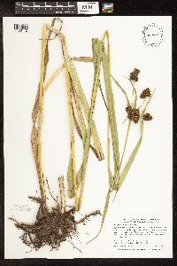 Scirpus pallidus image