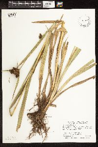 Scirpus pallidus image