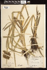 Scirpus pallidus image