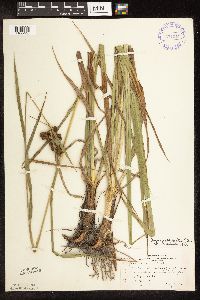 Scirpus pallidus image