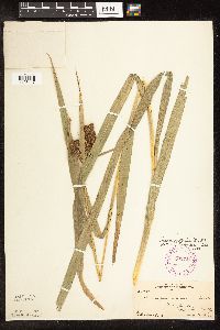 Scirpus pallidus image