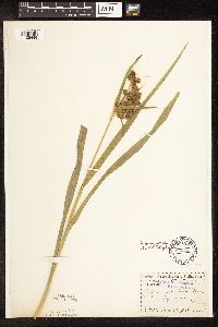 Scirpus pallidus image