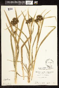 Scirpus pallidus image