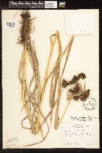 Scirpus pallidus image