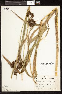 Scirpus pallidus image