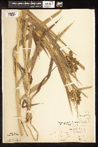 Scirpus pallidus image