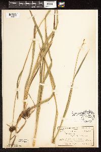 Scirpus pallidus image