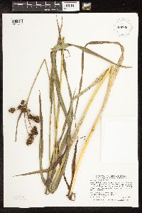 Scirpus pallidus image