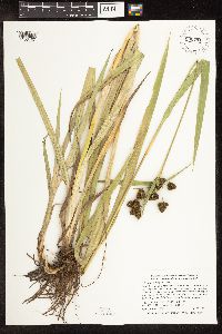 Scirpus pallidus image