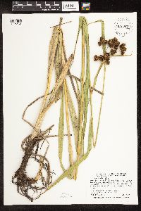 Scirpus pallidus image