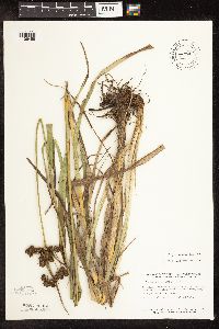 Scirpus pallidus image