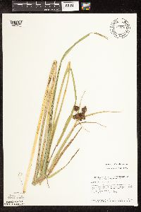 Scirpus pallidus image