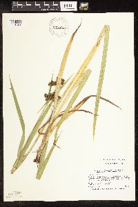 Scirpus pallidus image