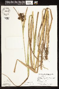 Scirpus pallidus image