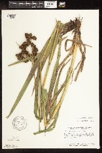 Scirpus pallidus image