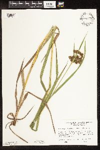 Scirpus pallidus image