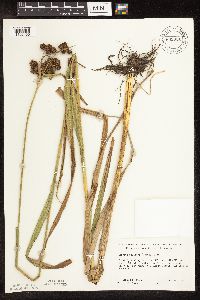 Scirpus pallidus image
