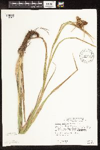 Scirpus pallidus image