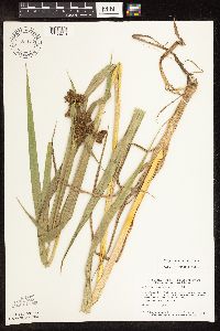 Scirpus pallidus image