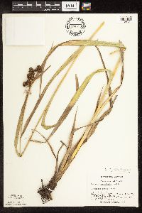 Scirpus pallidus image