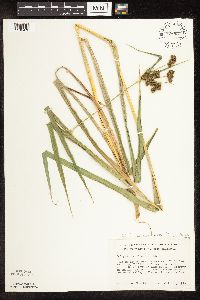 Scirpus pallidus image