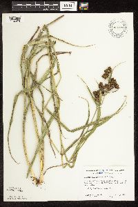 Scirpus pallidus image