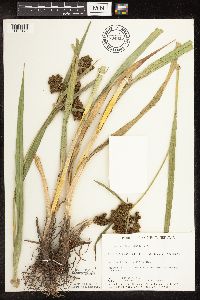 Scirpus pallidus image