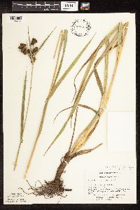 Scirpus pallidus image