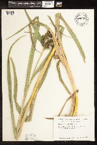 Scirpus pallidus image