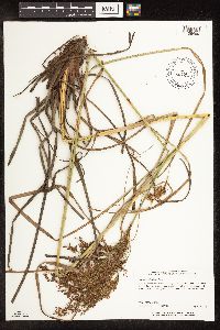 Image of Scirpus pedicellatus