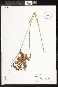 Scirpus pedicellatus image