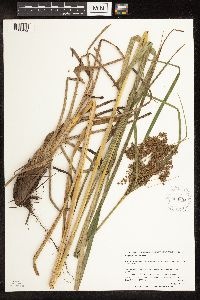 Scirpus pedicellatus image