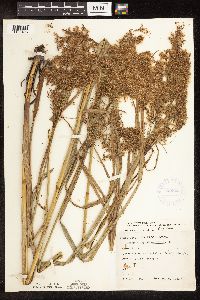 Scirpus pedicellatus image