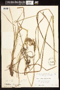 Scirpus pedicellatus image