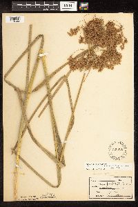 Scirpus pedicellatus image