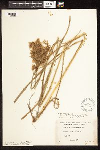 Scirpus pedicellatus image