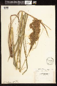 Scirpus pedicellatus image