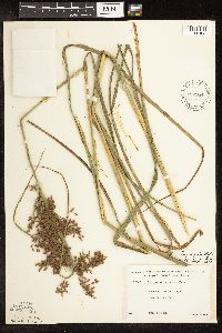 Scirpus pedicellatus image