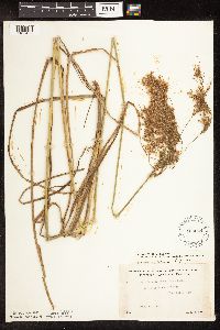 Scirpus pedicellatus image