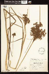 Scirpus pedicellatus image