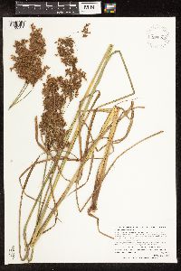 Scirpus pedicellatus image