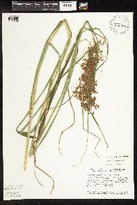 Scirpus pedicellatus image