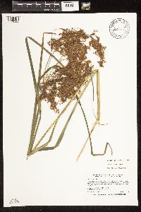 Scirpus pedicellatus image