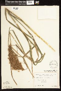 Scirpus pedicellatus image