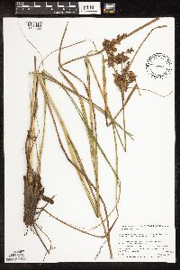 Scirpus pedicellatus image